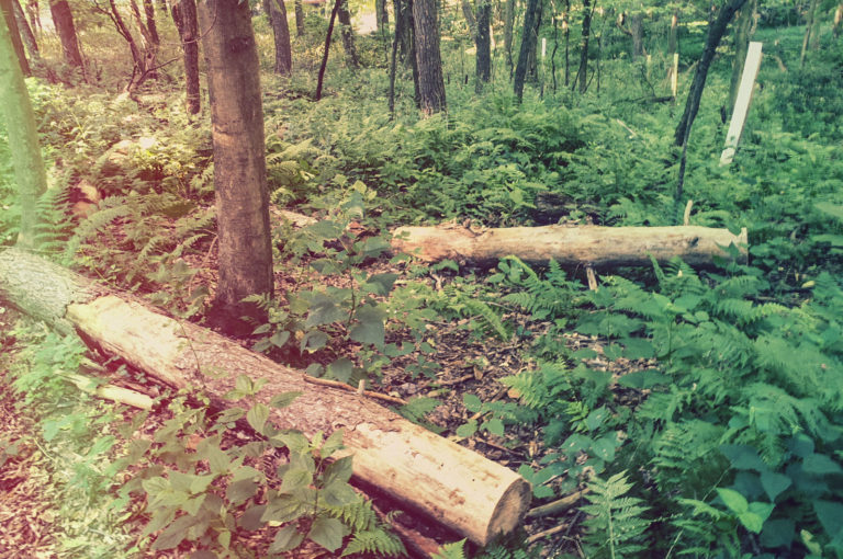 Bradford Woods Reserve Allegheny Land Trust