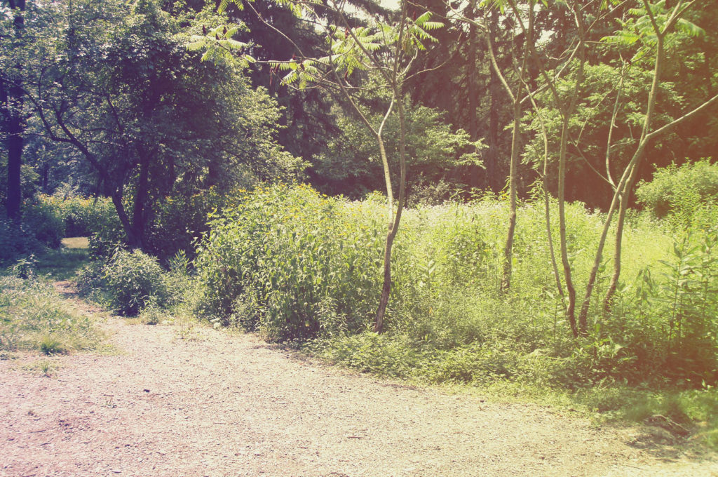 Bradford Woods Reserve Allegheny Land Trust