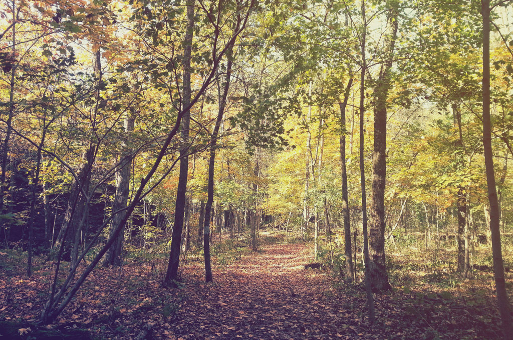 Dead Man's Hollow Allegheny Land Trust