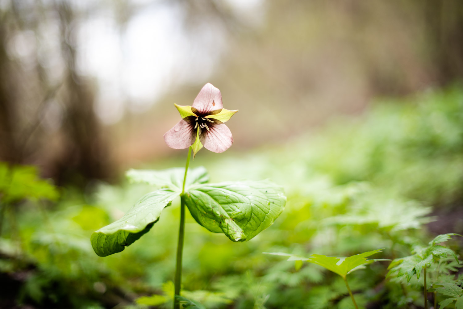 Trillium flower in the woods.