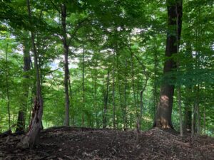 A shaded forest under contract for protection in the Reserve and Shaler communities.