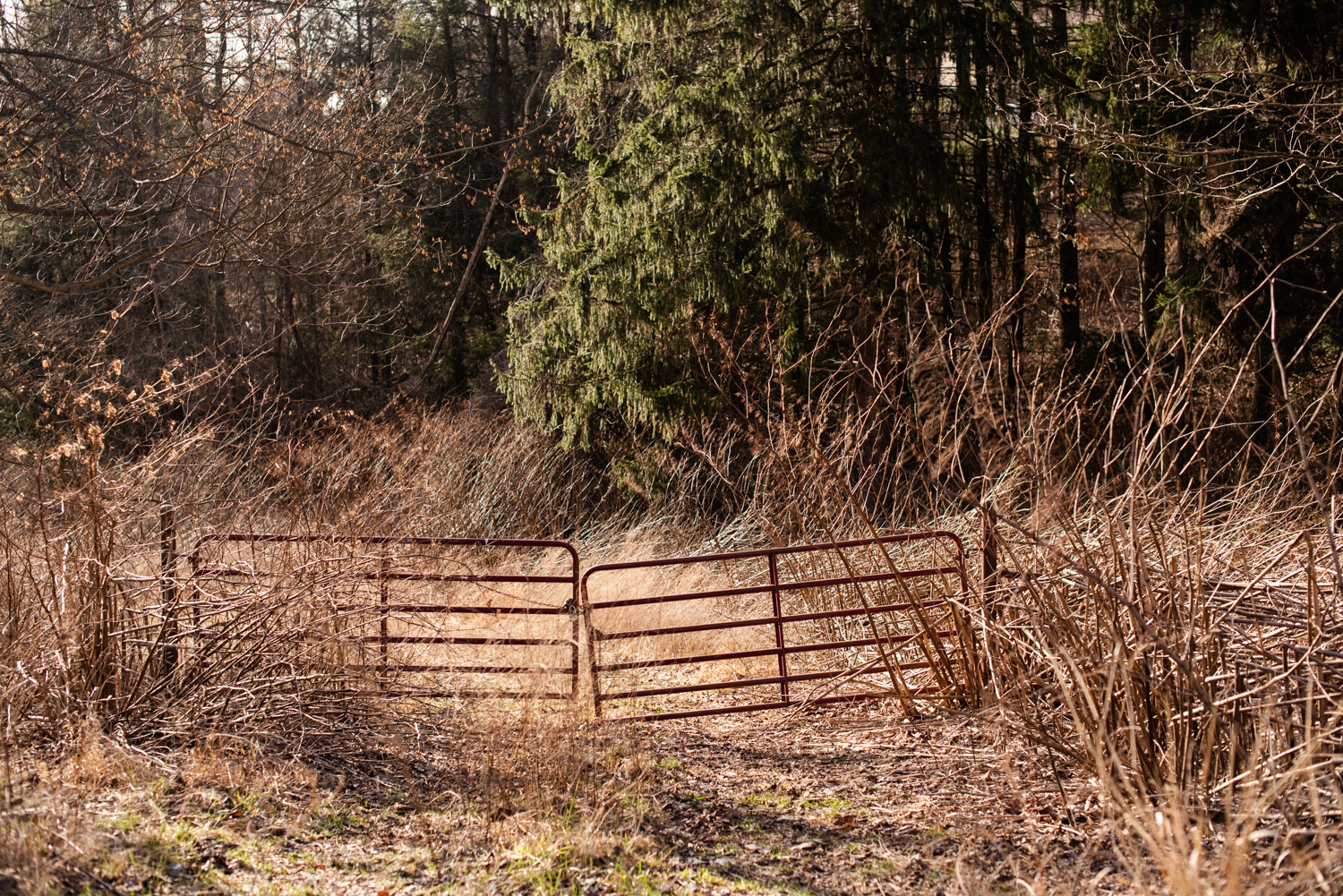 A photo of the Gateway Woods conservation project. A rustic gate across a trail lined with native grasses and trees.