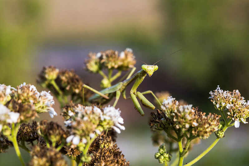 In sharp focus, a praying mantis pokes out from a native wildflower against a blurred, green background.