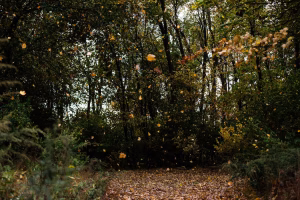 Fall forest with yellow leaves falling in the foreground