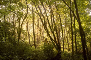 Woods at sunset hour with golden sunlight shining through the trees