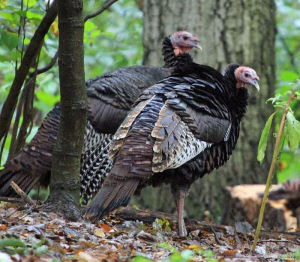 Two turkeys in the woods with red heads looking at the camera