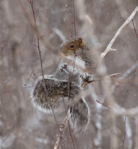 Squirrel climbing bare branches in the winter forest