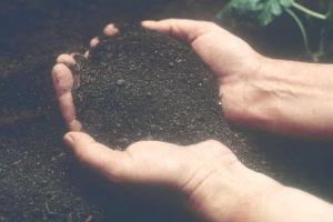 Two hands holding dark brown soil.