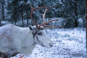 A snowy winter scene with a reindeer