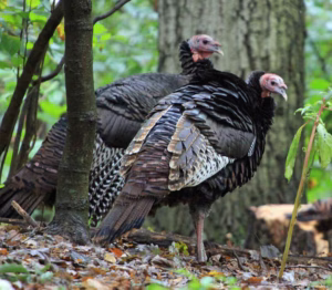 Turkeys in the forest